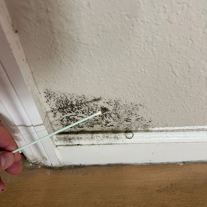 Mold Testing